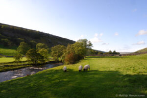 Schapen bij Kettlewell, Yorkshire Dales