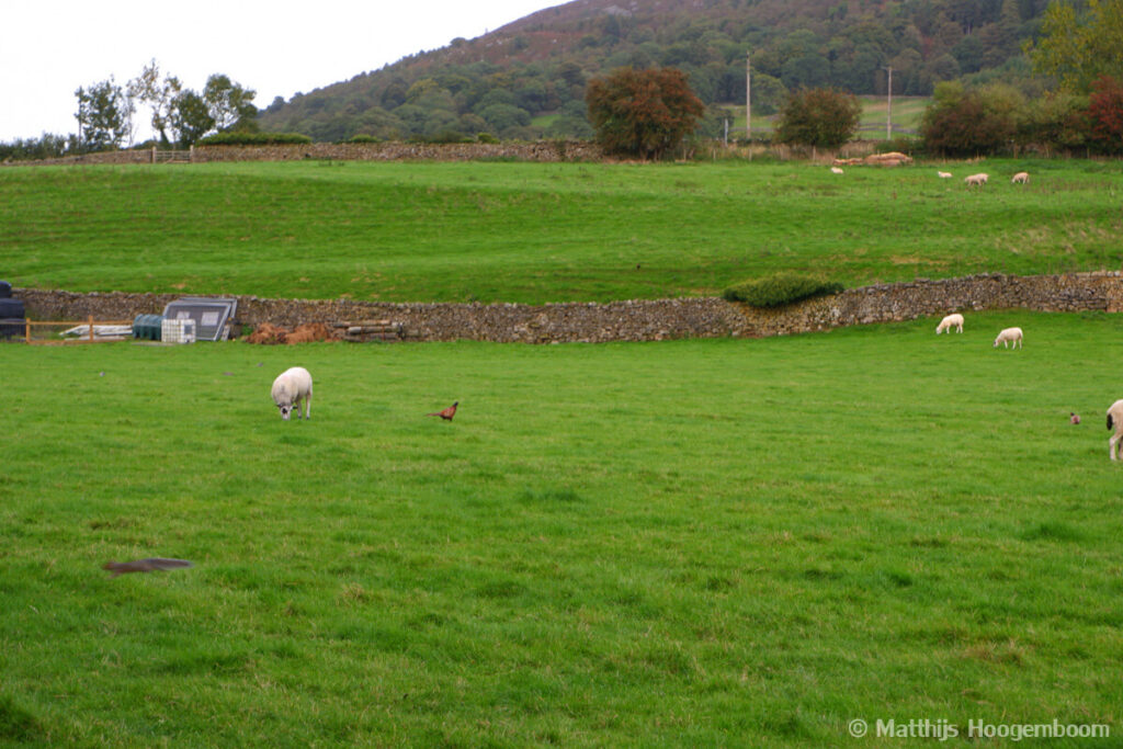 Wandelen in Yorkshire Dales: Fazant en konijn