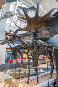 Natural History Museum Londen 14