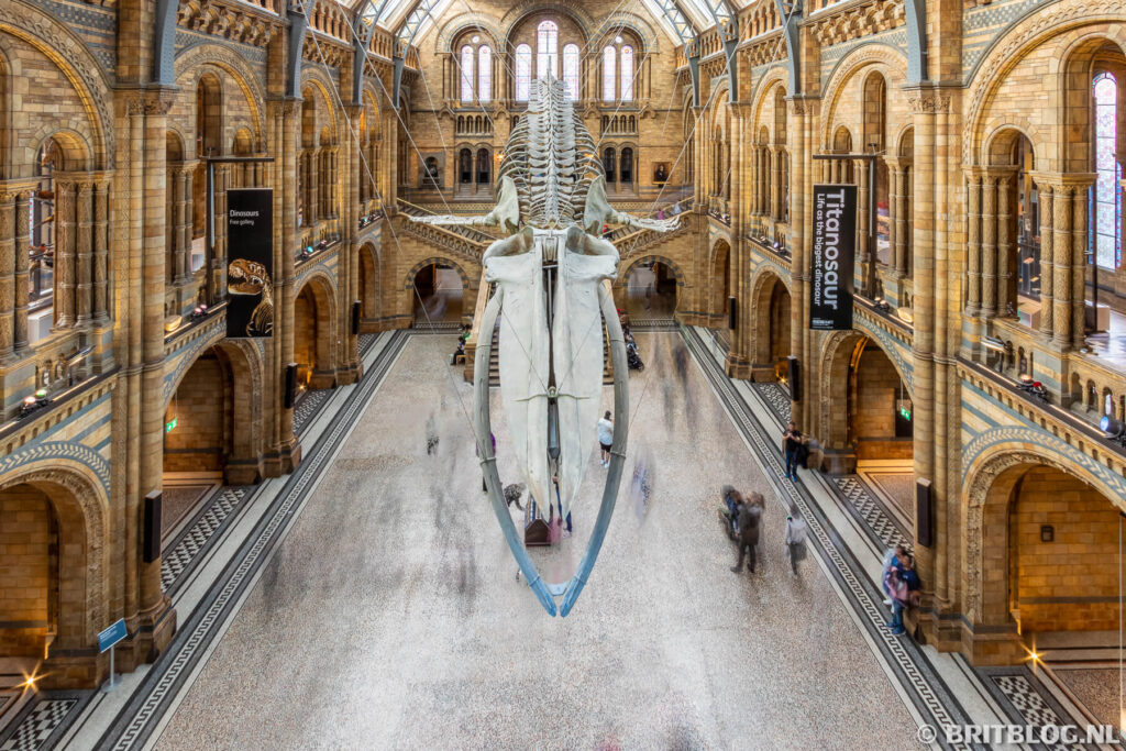 Blauwe vinvis in Hintze Hall van het Natural History Museum in Londen