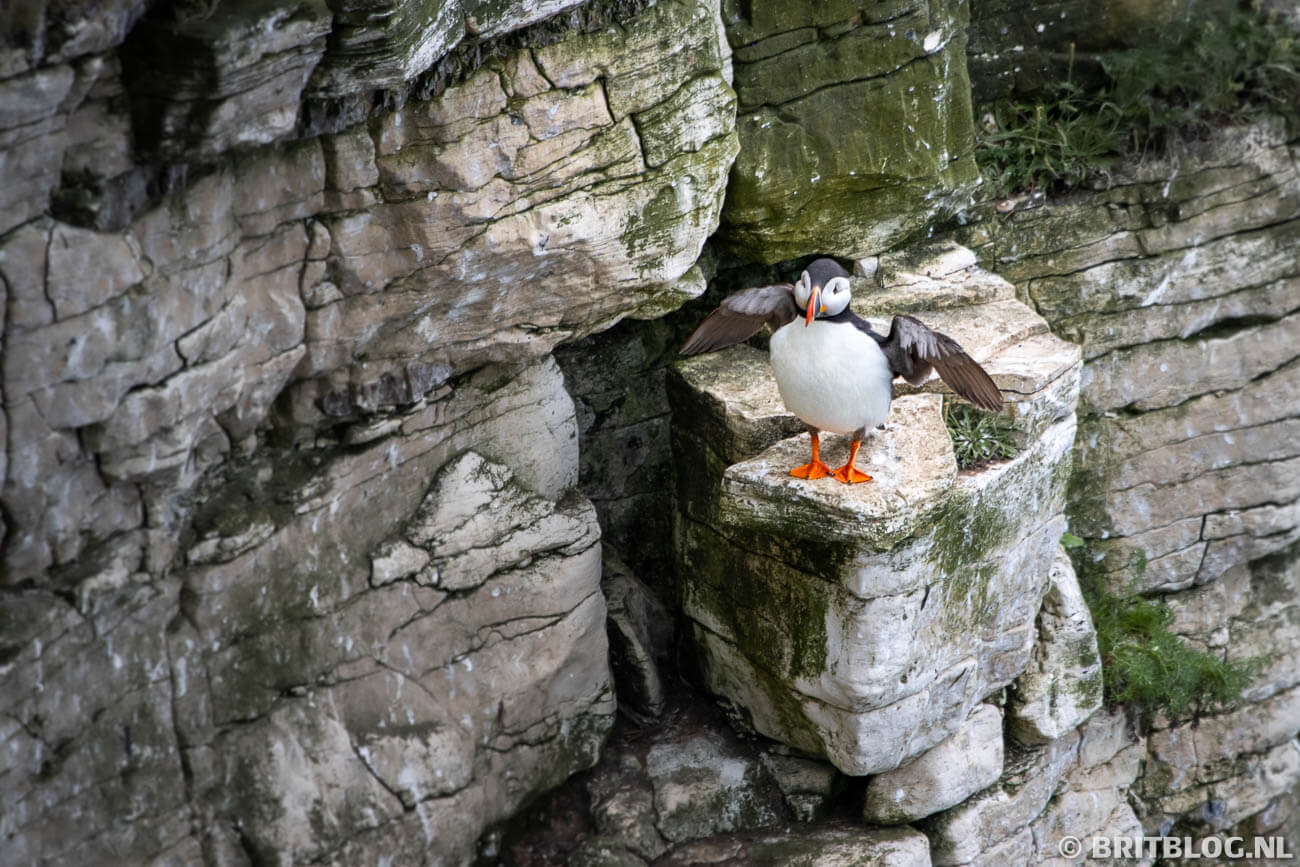 Papegaaiduiker bij Bempton Cliffs, Flamborough Head, Engeland