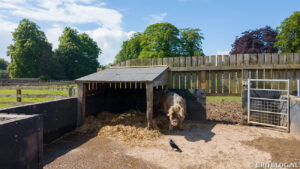 Rare Breed Farm
