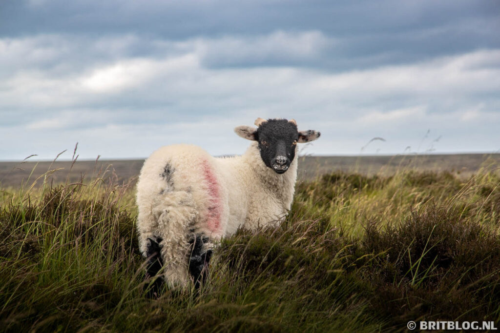 North York Moors roadtrip oosten van Yorkshire 40