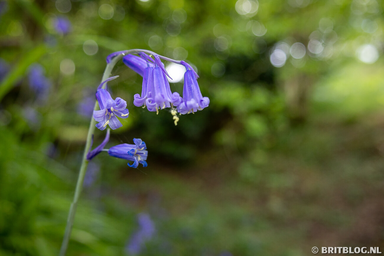 De boshyacint is een typische Britse bloem, en een van de mooiste flora van het Verenigd Koninkrijk