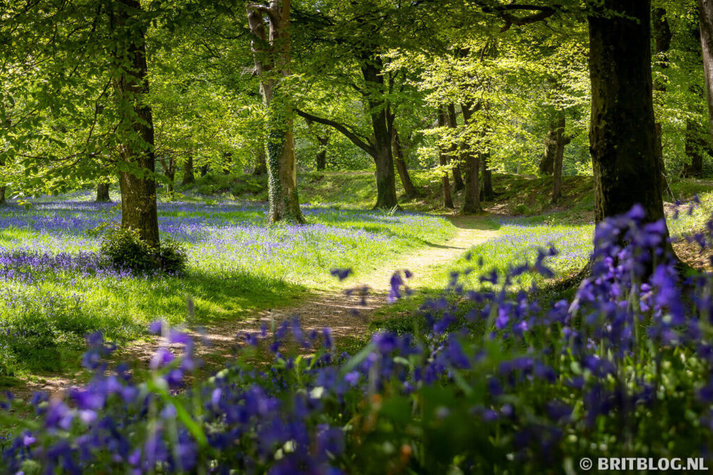 Boshyacinten in het bos in Devon