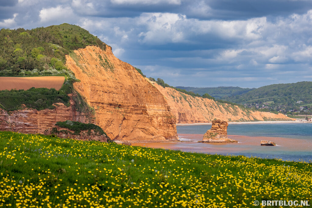 Ladram Bay op het South West Coast Path tussen Budleigh Salterton naar Sidmouth. Rode kliffen en pilaren steken mooi af tegen een blauwe zee met op de voorgrond gele boterbloemen.
