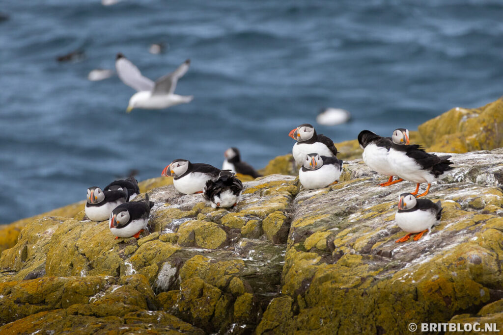 Tijdens mijn Northumberland roadtrip maak ik ook een boottocht naar Inner Farne, dit was waar ik voor kwam: papegaaiduikers (puffins) op een rots. 