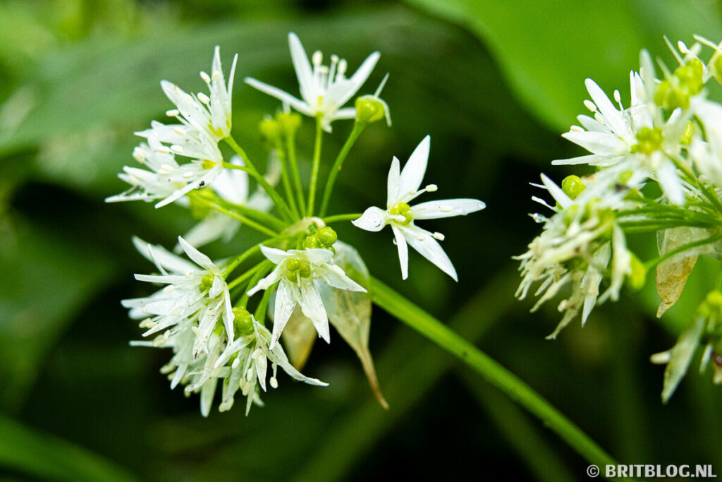 Daslook, ook wel Wild Garlic