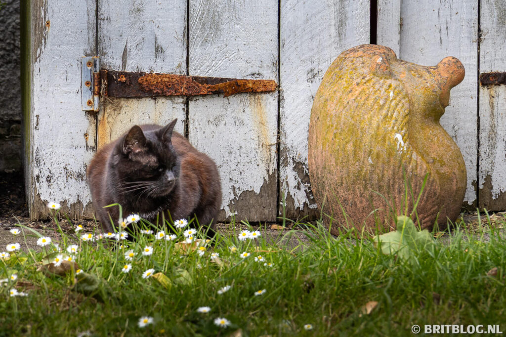 Een kat geniet van de tuin en een beeld van een egel. 