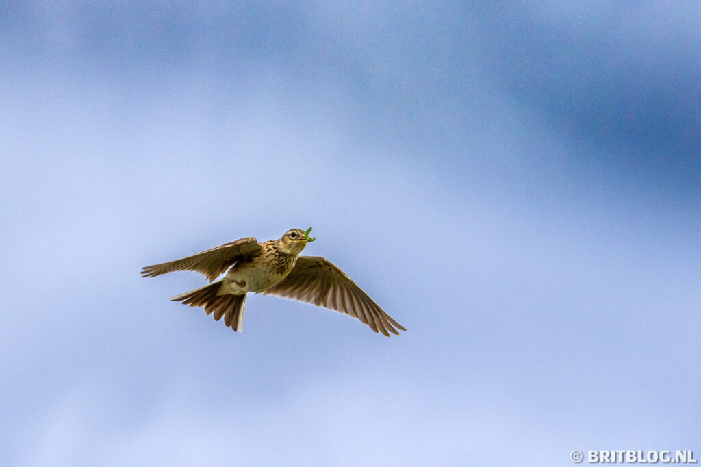 Op Lindisfarne eiland, Northumberland, zijn veel vogels te zien.