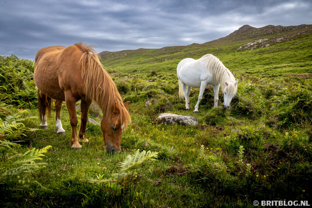 Semi wilde pony's kom je zo maar tegen op St Davids Head