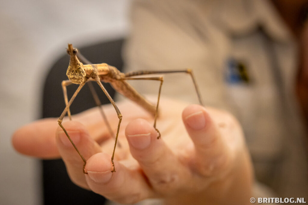 Meet the Bug, The Bug Farm