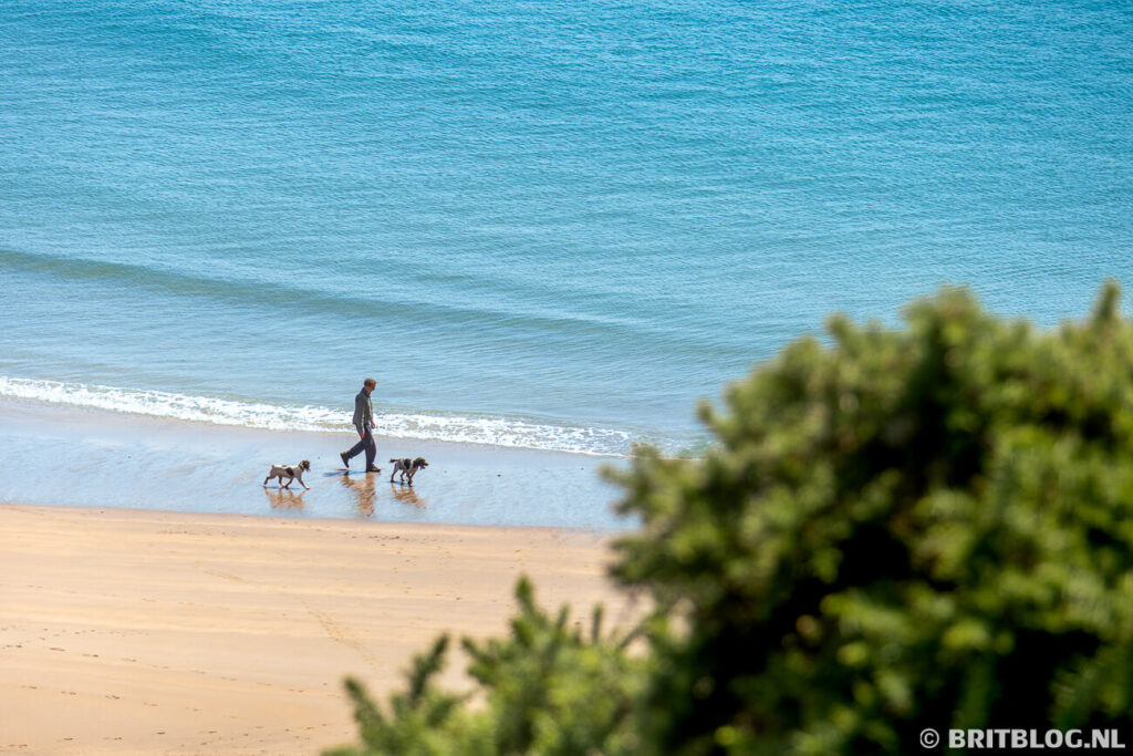 een man met honden op het strand van Broad Haven South Beach