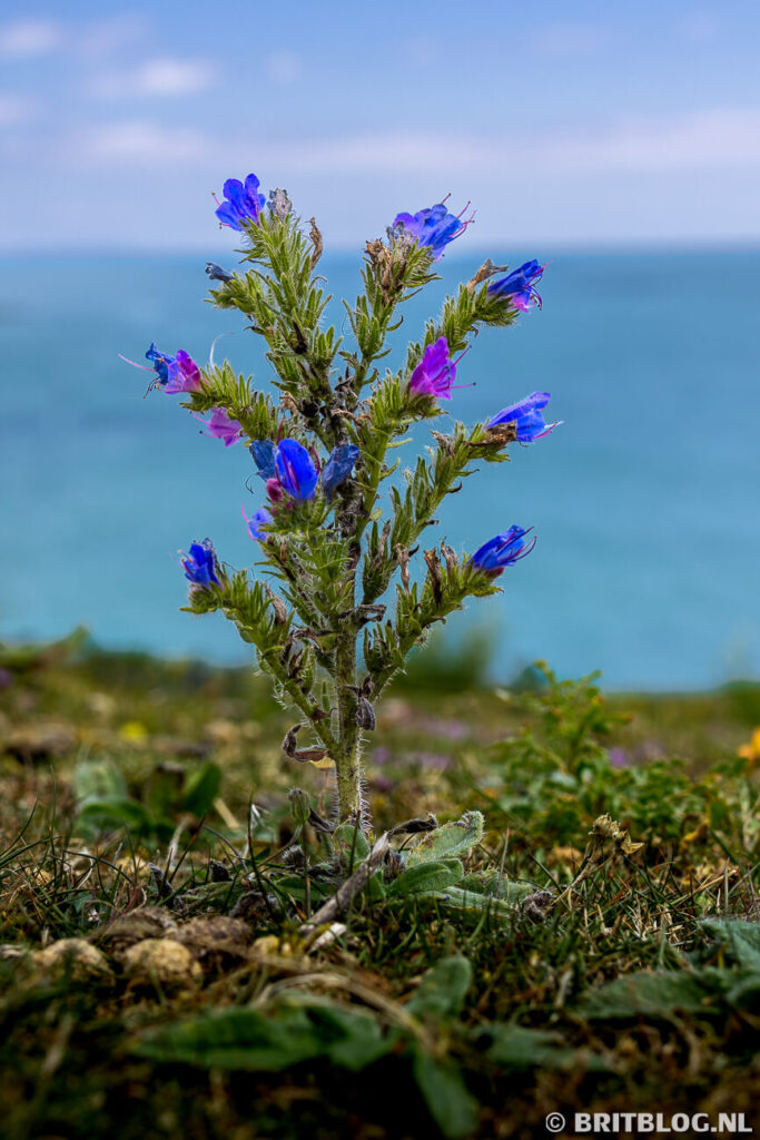 Een kleurrijk plantje langs de kust.