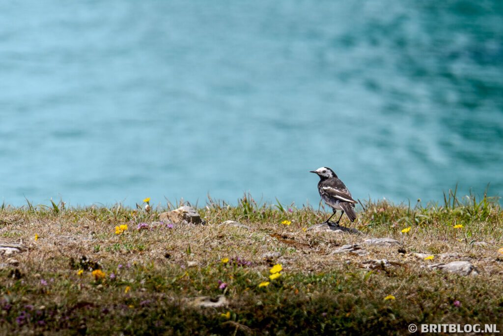 Een zwaluw geniet van het uitzicht op de zee langs de kust van Pembrokeshire.