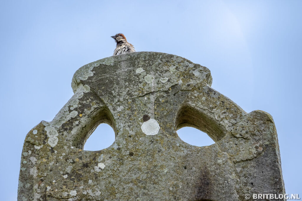 Een musje op het eeuwenoude Keltische kruis bij Carew Castle
