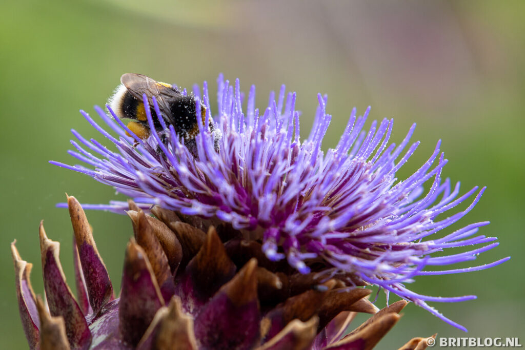 Hommel op bloem in National Botanic Garden of Wales