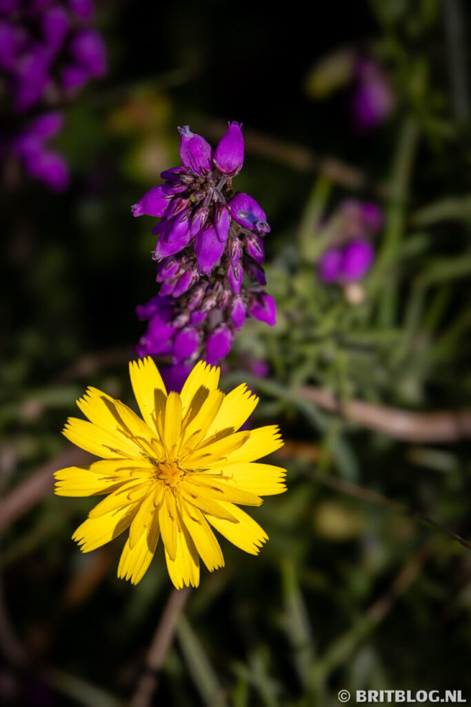 Bloemetjes langs het Pembrokeshire Coast Path