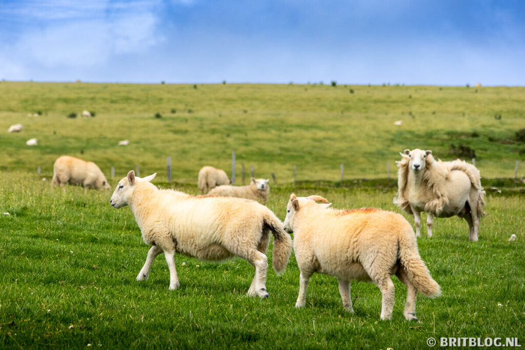 Schapen in de Preseli Hills