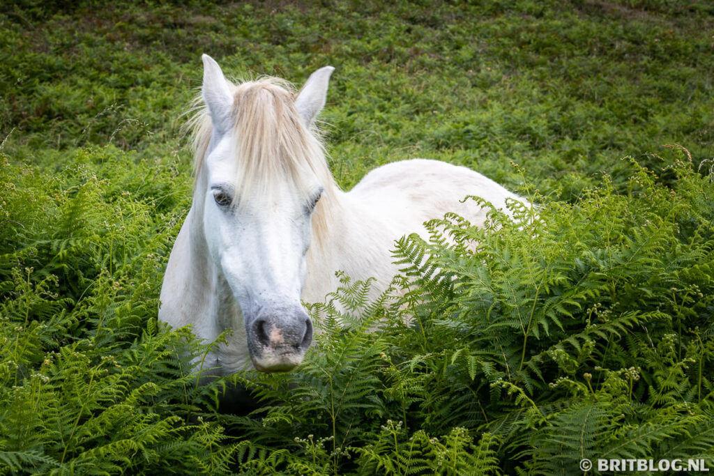 Witte half-wilde Welsh mountain pony op ST Davids HEad