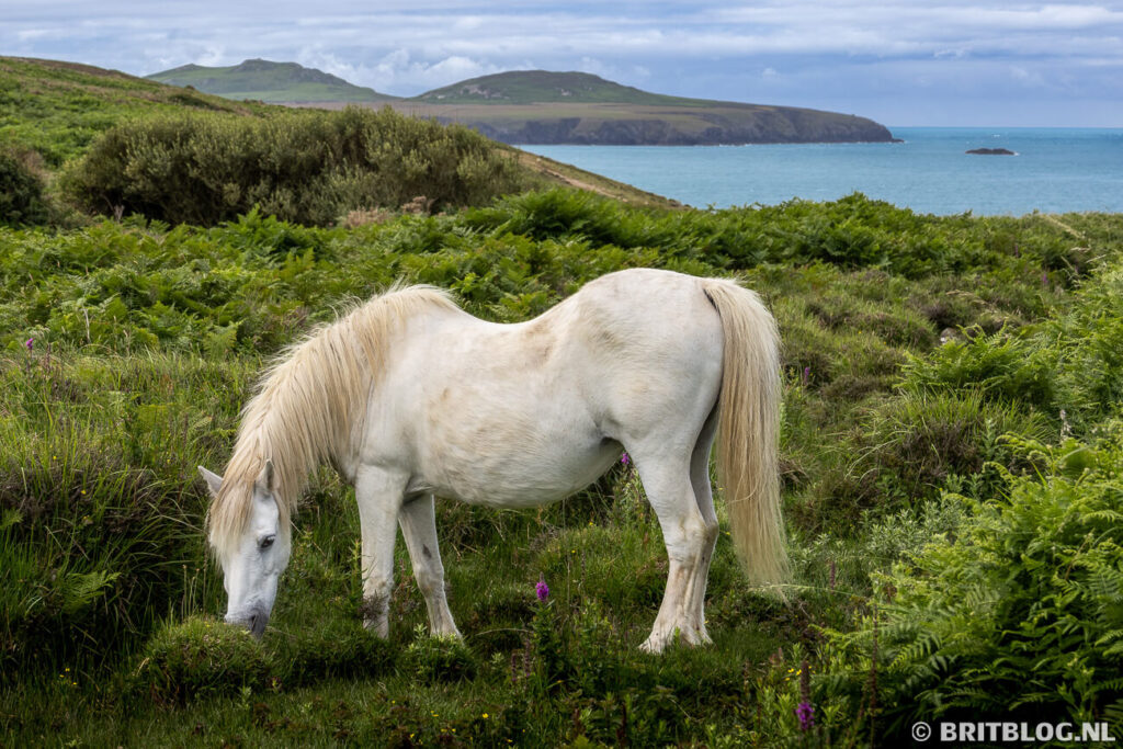 Welshe pony op St Davids Head met uitzicht op zee