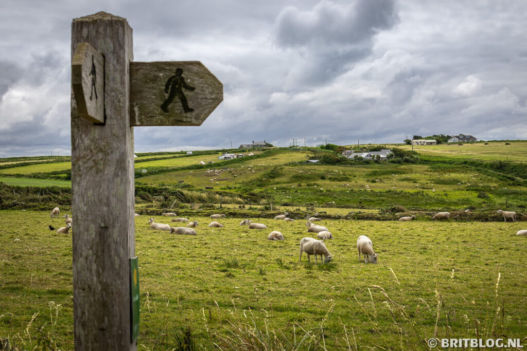 De wandelroute op St Davids Head gaat natuurlijk ook langs schapen. 