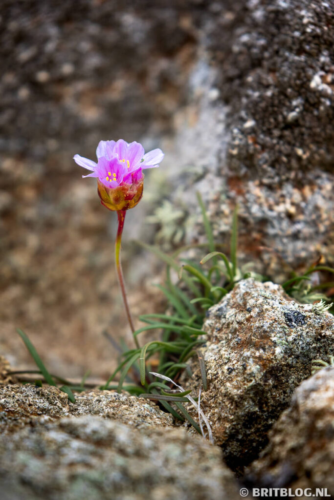 Een bloemetje op St Davids Head, Wales