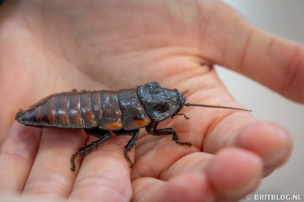 The Bug Farm, St Davids