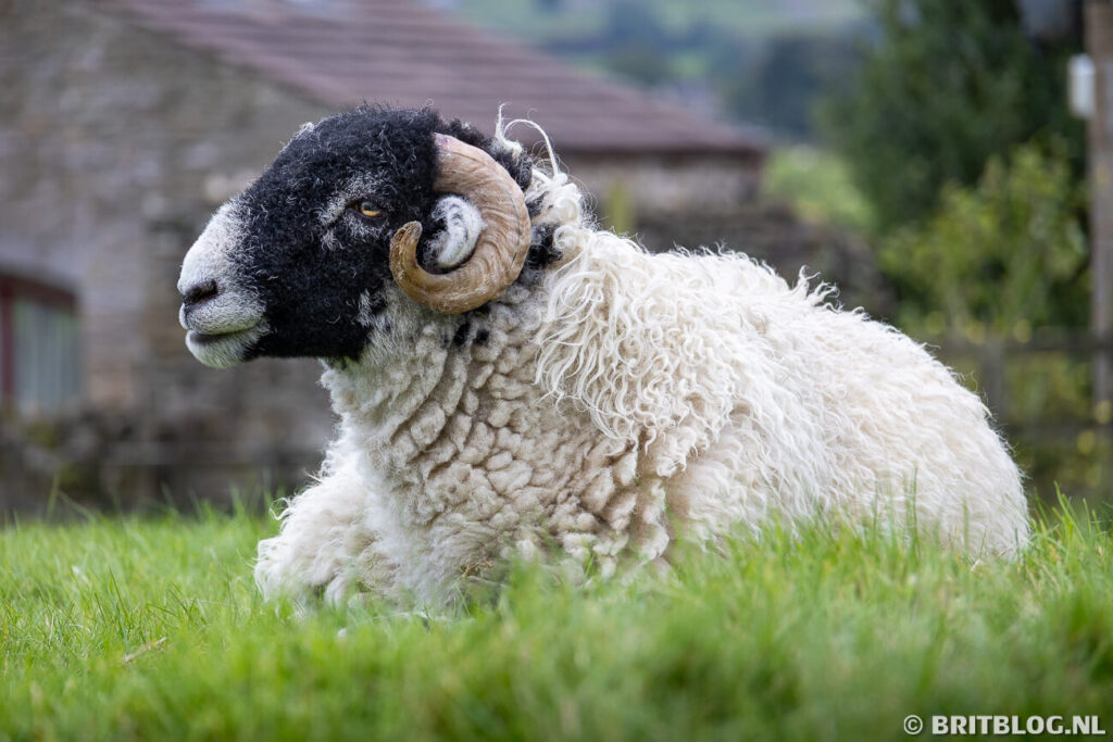 Hardraw Wensleydale sheep Yorkshire Dales Verenigd Koninkrijk 2