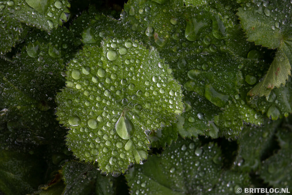 Regen in de tuin van William Wordsworths Rydal Mount in het Lake District, Engeland.