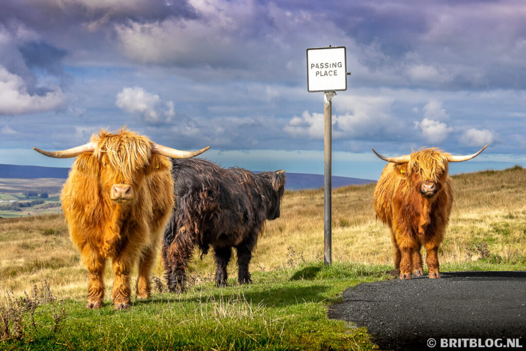 Schotse Hooglanders Yorkshire Dales England VK 1
