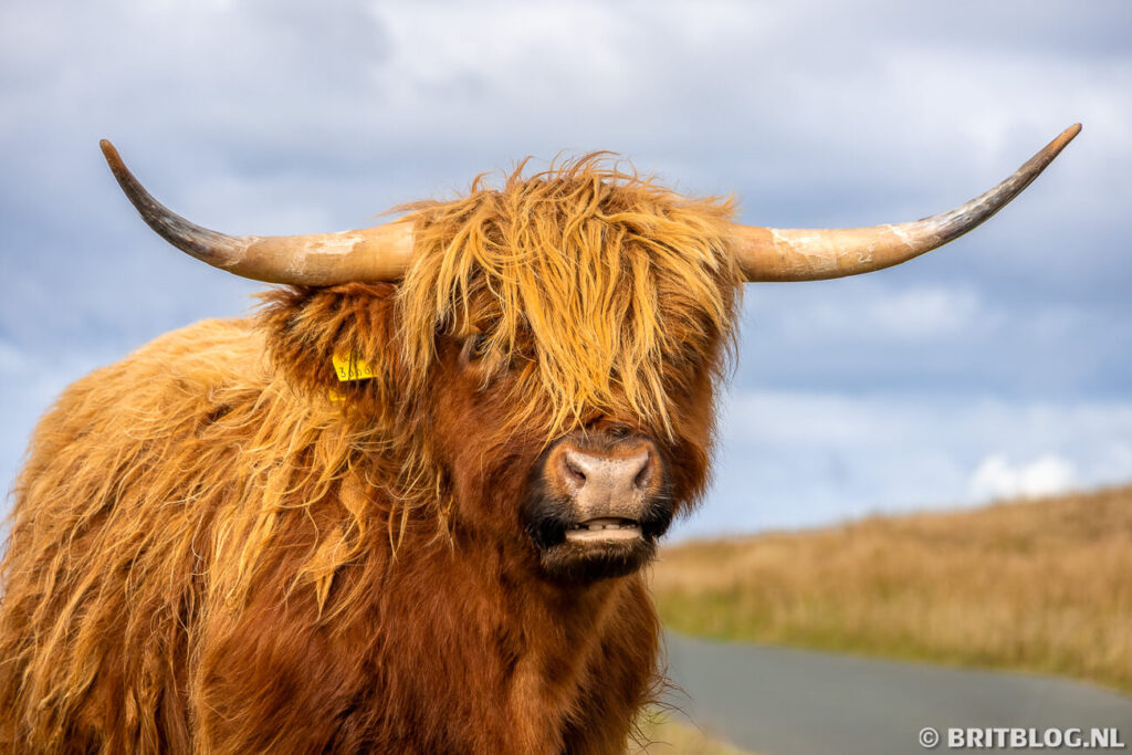 Schotse Hooglanders Yorkshire Dales England VK 2