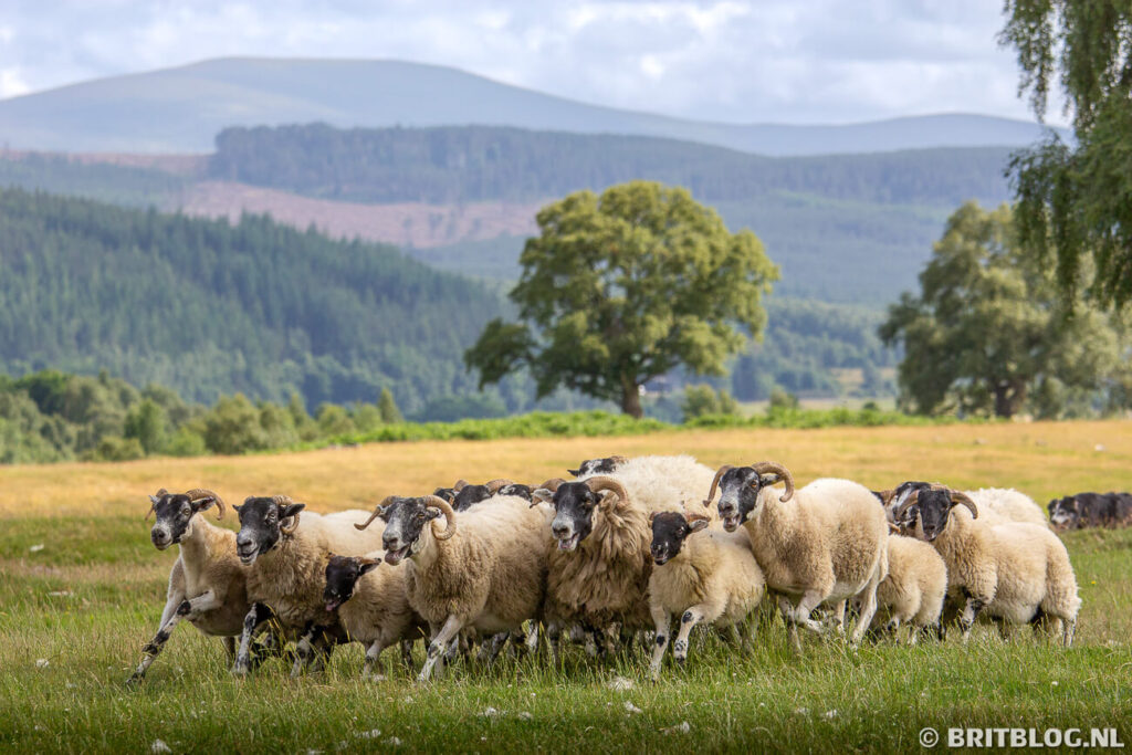 De schapen en border collies van Neil Ross aan de rand van Cairngorms in de Schotse Hooglanden.