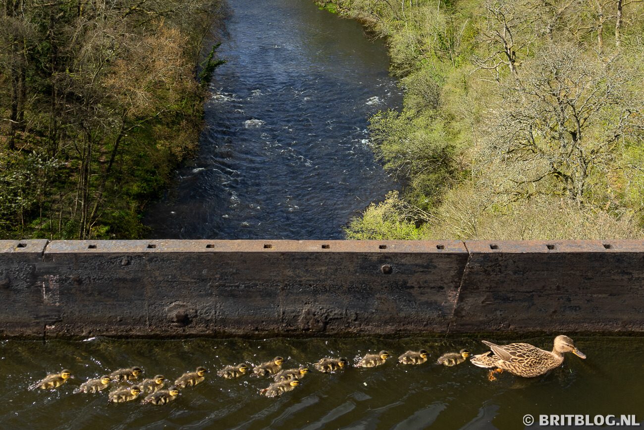 Eend met kuikens over Pontcysyllte Aqueduct in Noord-Wales