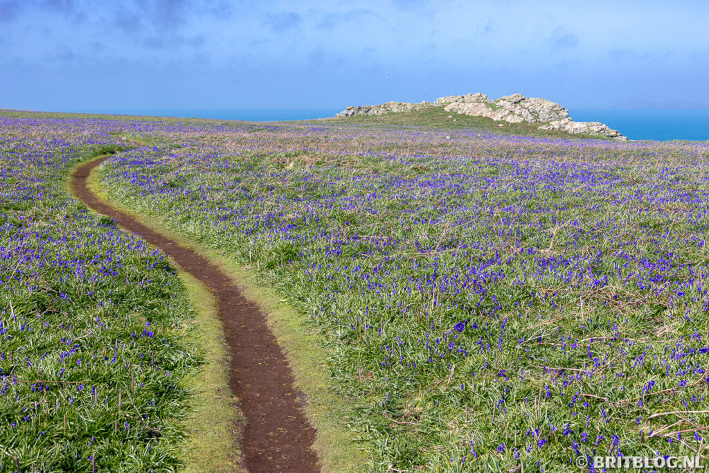 Bluebells Skomer Pembrokeshire Wales 1