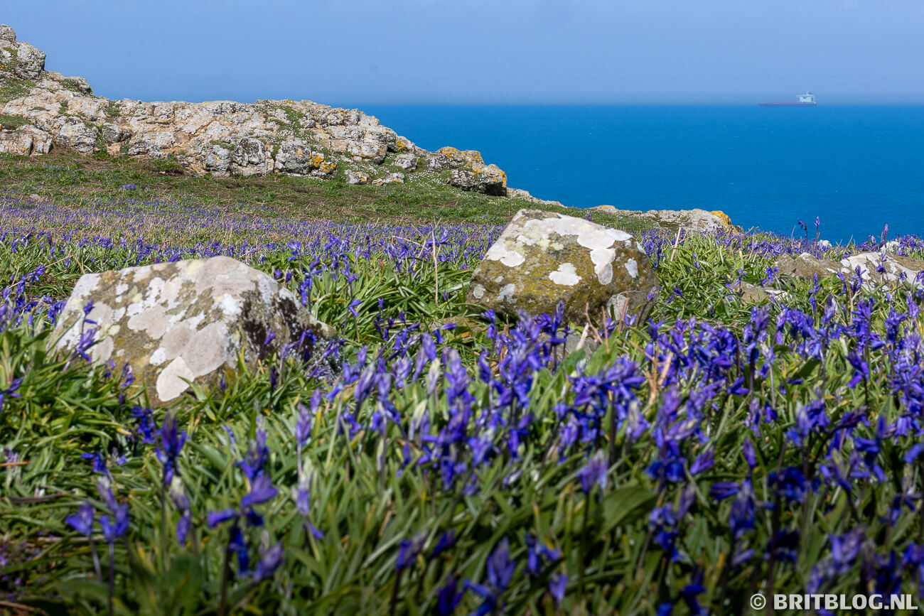 Bluebells Skomer Pembrokeshire Wales 2