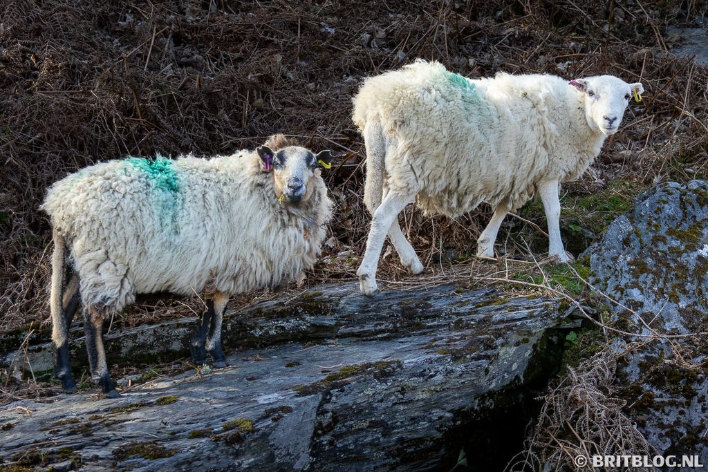Elan Valley Wales 5