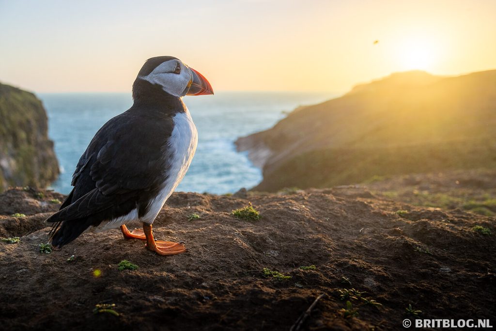 Papegaaiduiker tijdens zonsondergang op Skomer, Pembrokeshire Coast National Park, Wales
