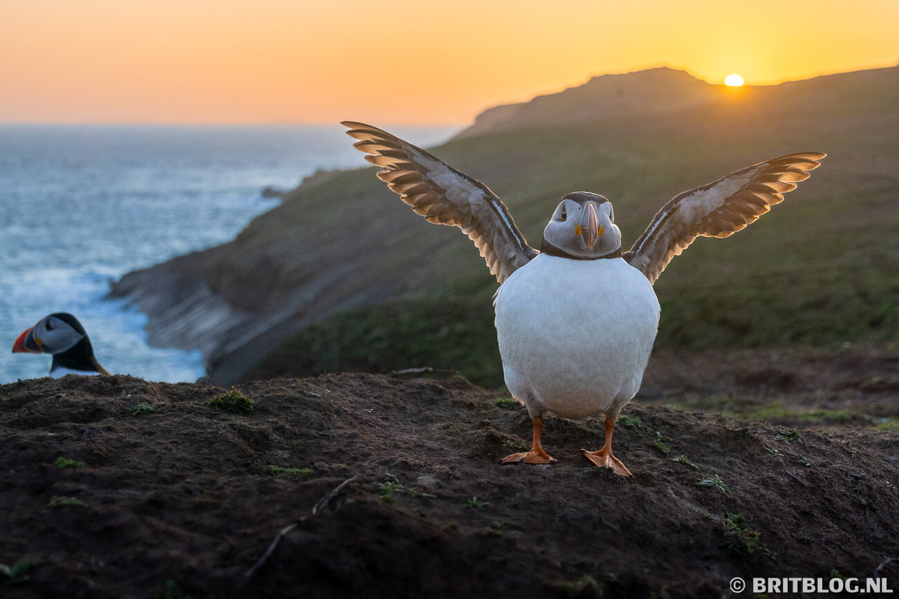 Puffin Papegaaiduiker Skomer Pembrokeshire Wales 16