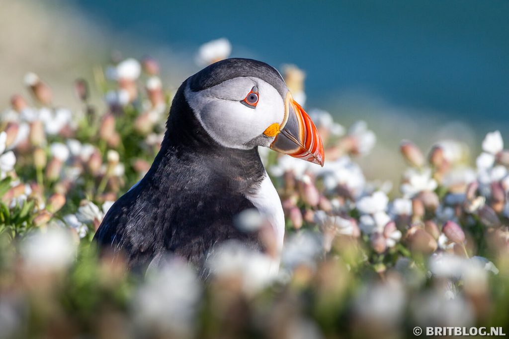Puffin Papegaaiduiker Skomer Pembrokeshire Wales 9