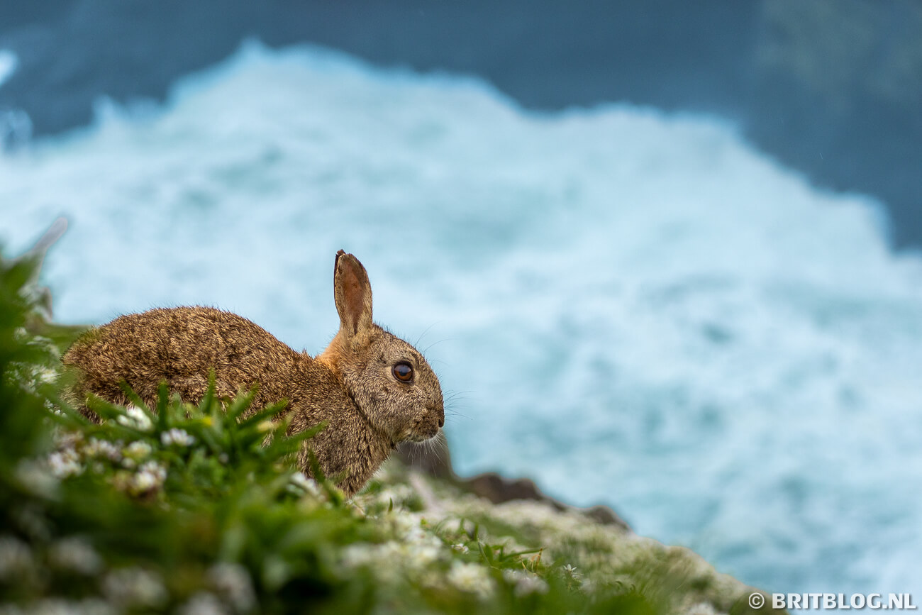 Skomer Island Pembrokeshire Wales 11