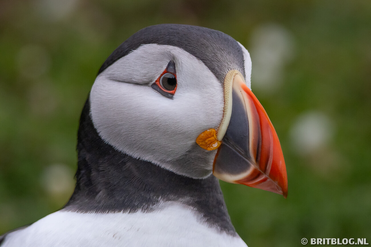 Skomer Island Pembrokeshire Wales 12