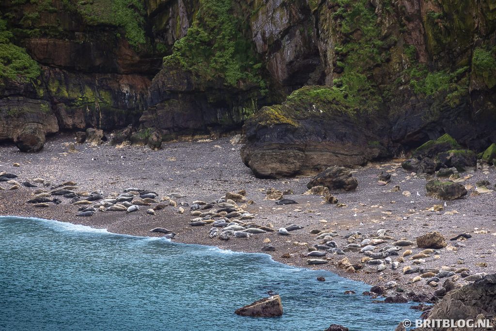 Skomer Island Pembrokeshire Wales 4