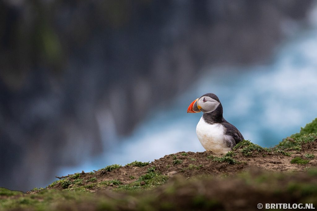 Skomer Island Pembrokeshire Wales 6