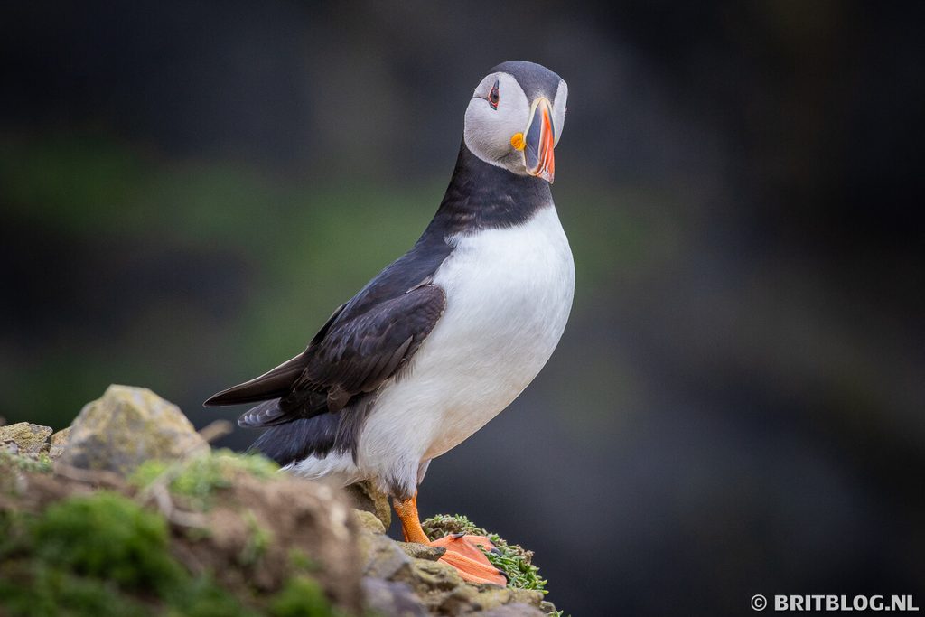 Skomer Island Pembrokeshire Wales 7