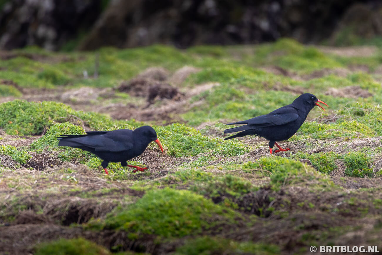 Skomer Island Pembrokeshire Wales 8
