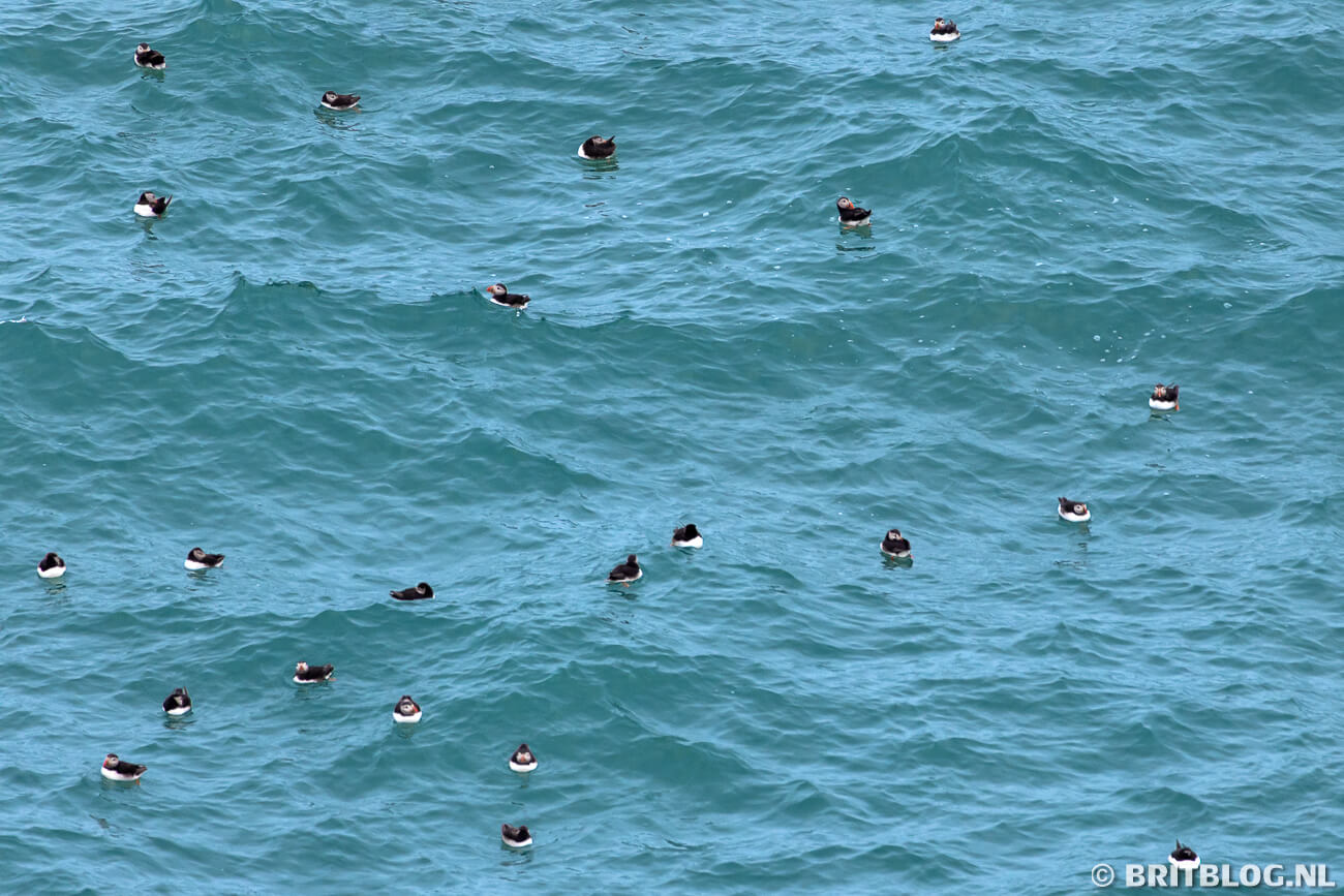 Skomer Island Pembrokeshire Wales 9 1