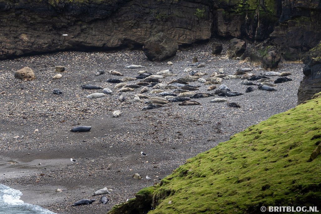 Zeehonden Skomer Pembrokeshire Wales 1