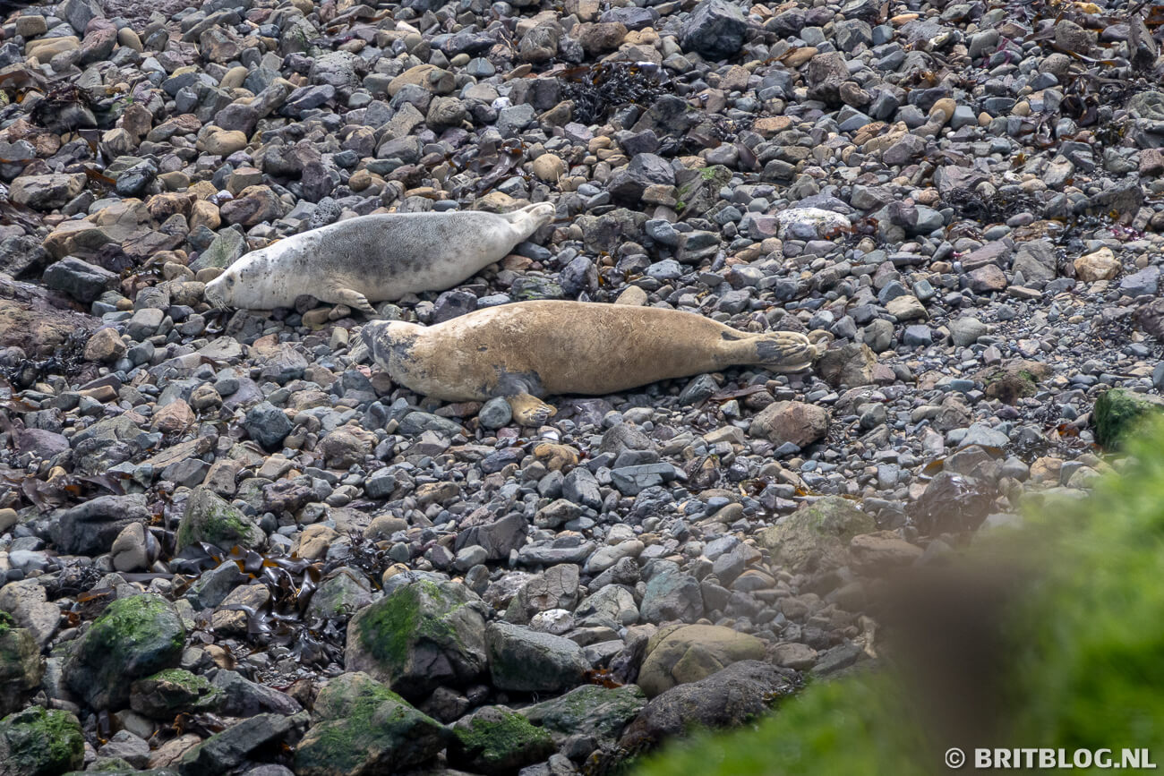Zeehonden Skomer Pembrokeshire Wales 2