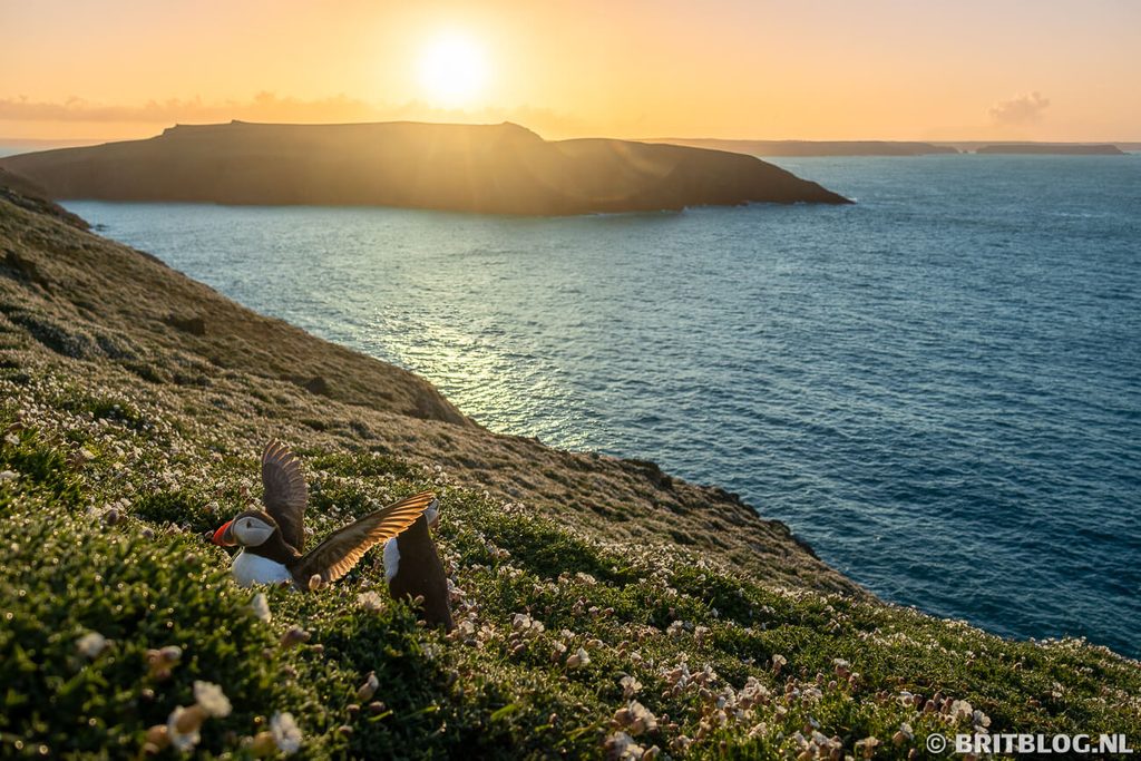 papegaaiduiker puffin Skomer Pembrokeshire Wales 1